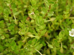 Bacopa monnieri
