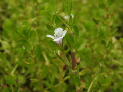 Bacopa monnieri