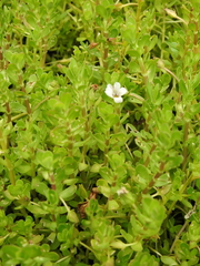 Bacopa monnieri