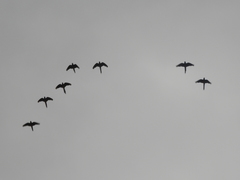 Cyanoliseus patagonus