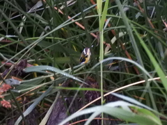 Tachuris rubrigastra