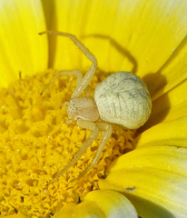 Mecaphesa