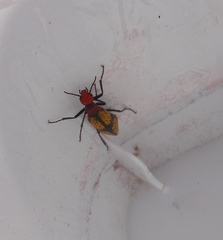Tegrodera aloga