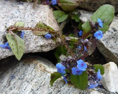 Microula sikkimensis