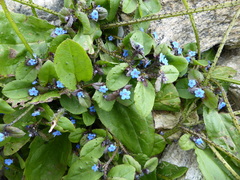 Microula sikkimensis