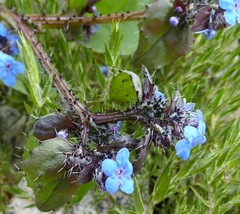 Microula sikkimensis