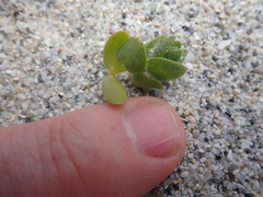 Atriplex billardierei