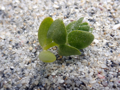 Atriplex billardierei