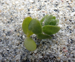 Atriplex billardierei