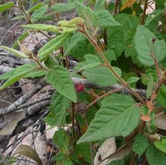 Commersonia dasyphylla