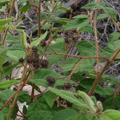 Commersonia dasyphylla