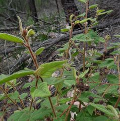 Commersonia dasyphylla