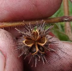 Commersonia dasyphylla