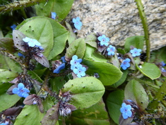 Microula sikkimensis