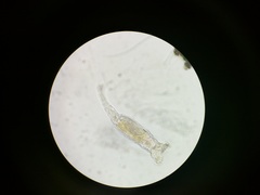 Bdelloidea