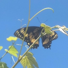 Papilio hellanichus