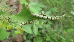 Vangueria