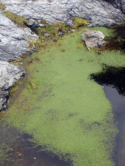 Callitriche chathamensis