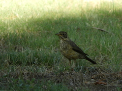 Turdus falcklandii