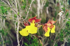 Cyrtochilum aureum