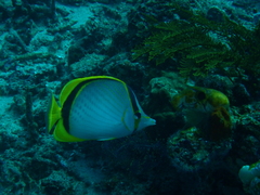 Chaetodon selene