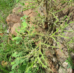 Vangueria
