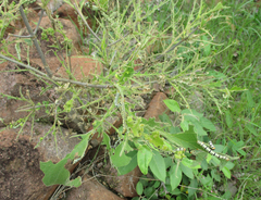 Vangueria
