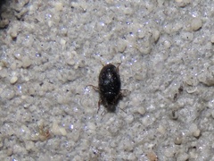 Simplocaria
