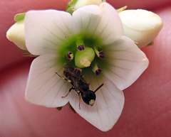 Hylaeus asperithorax