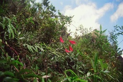 Masdevallia veitchiana