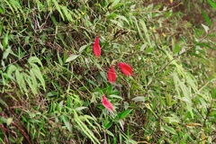 Masdevallia veitchiana