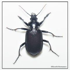 Calosoma vagans