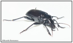 Calosoma vagans