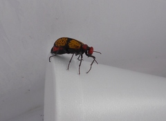 Tegrodera aloga