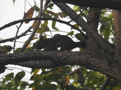 Sciurus granatensis