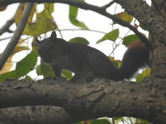 Sciurus granatensis