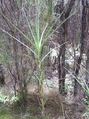 Dracophyllum oliveri