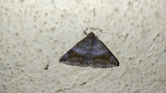 Bastilla amygdalis