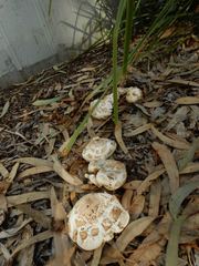 Chlorophyllum molybdites