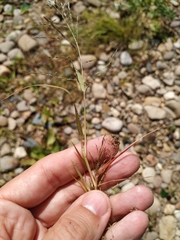 Eragrostis amurensis