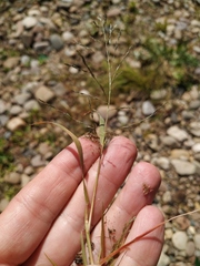 Eragrostis amurensis