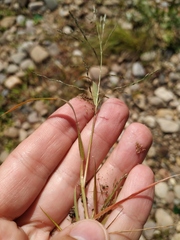 Eragrostis amurensis