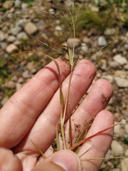 Eragrostis amurensis