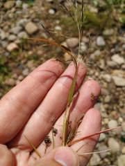 Eragrostis amurensis