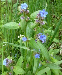 Microula sikkimensis