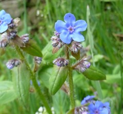 Microula sikkimensis