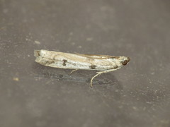 Phycitodes binaevella