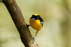 Anisognathus somptuosus