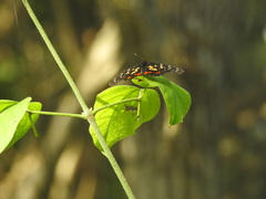 Chlosyne poecile