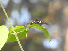 Chlosyne poecile